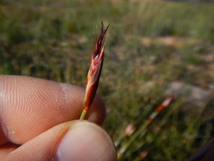 Willdenowia arescens