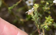 Diosma