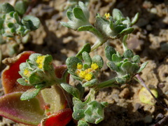 Lasiopogon