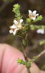 Diosma