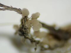 Arcyria riparia