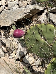 Opuntia dulcis