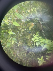 Malurus cyanocephalus