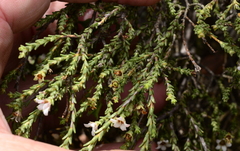 Diosma
