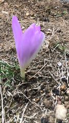 Colchicum