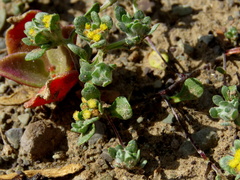 Lasiopogon