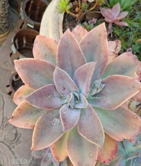 Graptoveria