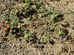 Lasiopogon