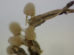 Arcyria riparia