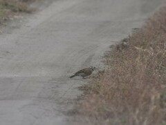 Emberiza citrinella × leucocephalos