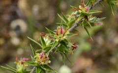 Cliffortia ruscifolia