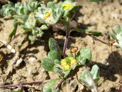 Lasiopogon
