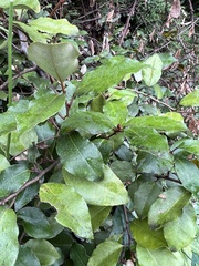 Elaeagnus