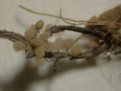Arcyria riparia