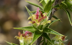 Cliffortia ruscifolia