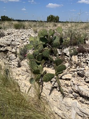 Opuntia dulcis