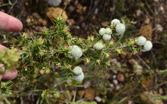 Cliffortia ruscifolia