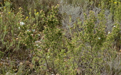 Cliffortia ruscifolia