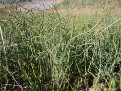 Willdenowia arescens