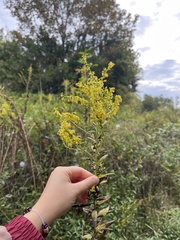Solidago altissima