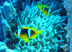 Amphiprion bicinctus
