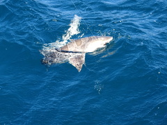 Triakis semifasciata
