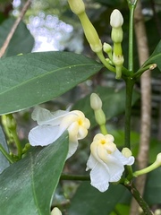 Tabernaemontana flavicans