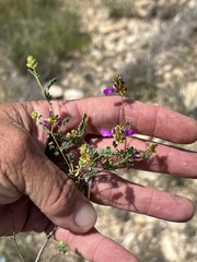 Dalea frutescens