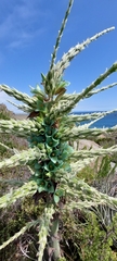 Puya alpestris