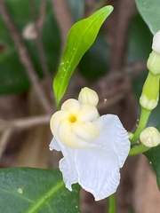 Tabernaemontana flavicans