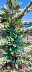 Puya alpestris
