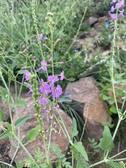 Cyphomeris gypsophiloides