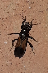 Peirates lepturoides