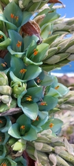 Puya alpestris