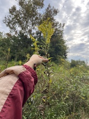 Solidago altissima