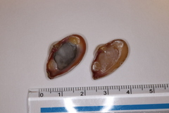 Corbula erythrodon