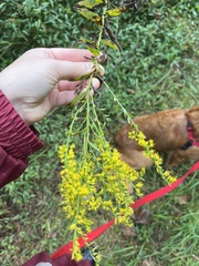 Solidago altissima