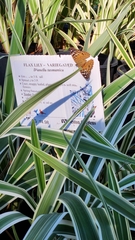 Asterocampa celtis antonia