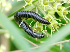 Ommatoiulus sabulosus aimatopodus