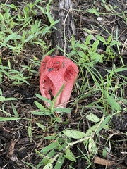 Clathrus crispus