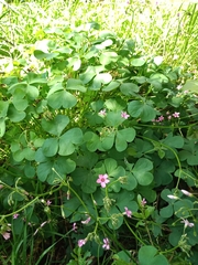Oxalis articulata