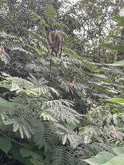 Albizia julibrissin