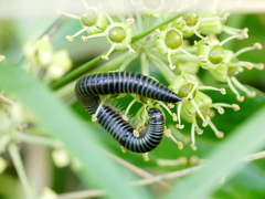 Ommatoiulus sabulosus aimatopodus