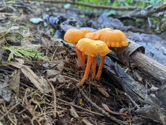 Hygrocybe cantharellus