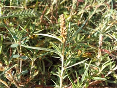 Amaranthus muricatus