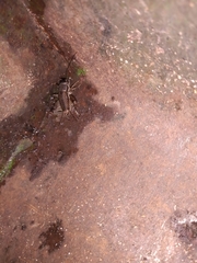 Miogryllus