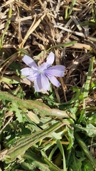 Cichorium