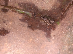 Miogryllus