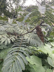 Albizia julibrissin