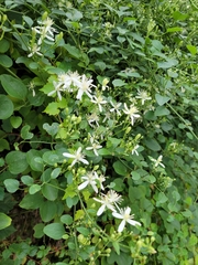 Clematis